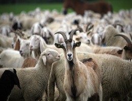 pecore valerio.jpg