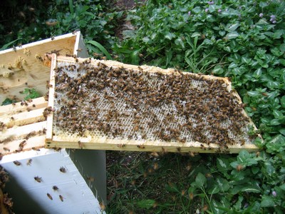 Honey_Bees_on_Comb.jpg