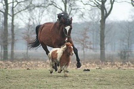 Cavallo e pony